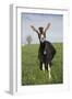 Alpine Goat (Dairy Breed), Poplar Grove, Illinois, USA-Lynn M^ Stone-Framed Photographic Print