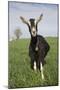 Alpine Goat (Dairy Breed), Poplar Grove, Illinois, USA-Lynn M^ Stone-Mounted Photographic Print