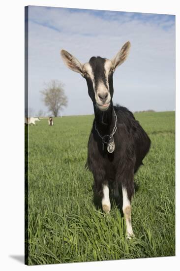 Alpine Goat (Dairy Breed), Poplar Grove, Illinois, USA-Lynn M^ Stone-Stretched Canvas