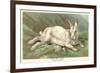 Alpine Hare-null-Framed Premium Giclee Print