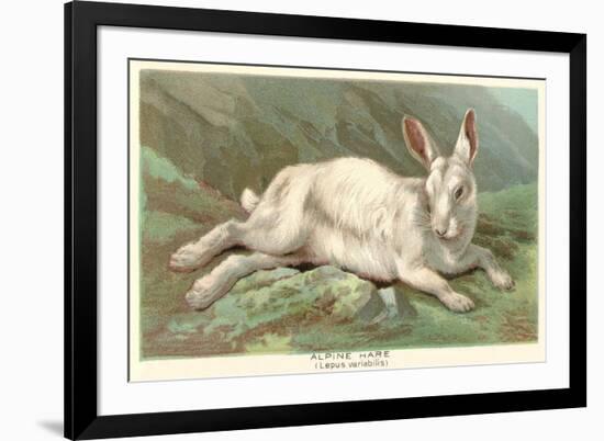Alpine Hare-null-Framed Premium Giclee Print