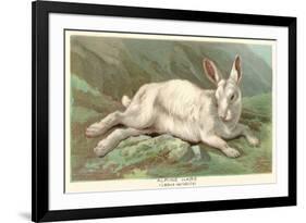 Alpine Hare-null-Framed Premium Giclee Print