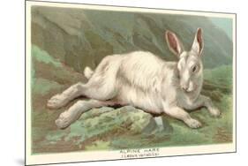 Alpine Hare-null-Mounted Premium Giclee Print