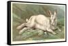 Alpine Hare-null-Framed Stretched Canvas