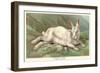 Alpine Hare-null-Framed Art Print