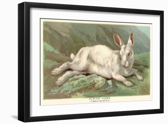 Alpine Hare-null-Framed Art Print