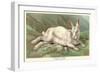 Alpine Hare-null-Framed Art Print