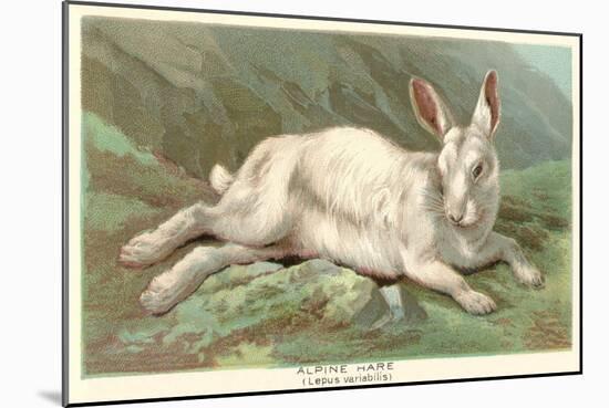 Alpine Hare-null-Mounted Art Print