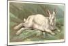 Alpine Hare-null-Mounted Art Print