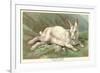 Alpine Hare-null-Framed Art Print