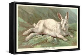 Alpine Hare-null-Framed Stretched Canvas