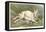 Alpine Hare-null-Framed Stretched Canvas