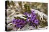 Alpine Hovea an Blooming Alpine Hovea Grows Between-null-Stretched Canvas