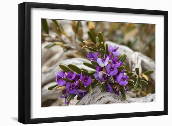 Alpine Hovea an Blooming Alpine Hovea Grows Between-null-Framed Photographic Print