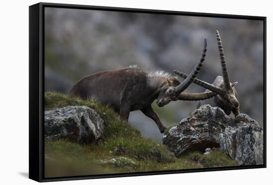 Alpine Ibex (Capra Ibex Ibex) Fighting, Hohe Tauern Np, Austria, July 2008-Lesniewski-Framed Stretched Canvas