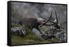 Alpine Ibex (Capra Ibex Ibex) Fighting, Hohe Tauern Np, Austria, July 2008-Lesniewski-Framed Stretched Canvas