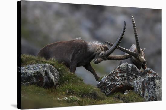 Alpine Ibex (Capra Ibex Ibex) Fighting, Hohe Tauern Np, Austria, July 2008-Lesniewski-Stretched Canvas