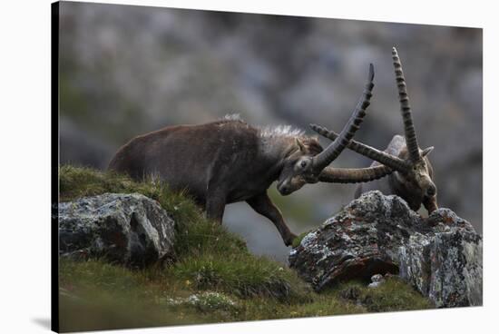 Alpine Ibex (Capra Ibex Ibex) Fighting, Hohe Tauern Np, Austria, July 2008-Lesniewski-Stretched Canvas