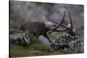 Alpine Ibex (Capra Ibex Ibex) Fighting, Hohe Tauern Np, Austria, July 2008-Lesniewski-Stretched Canvas