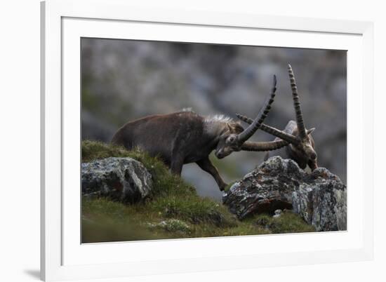Alpine Ibex (Capra Ibex Ibex) Fighting, Hohe Tauern Np, Austria, July 2008-Lesniewski-Framed Photographic Print
