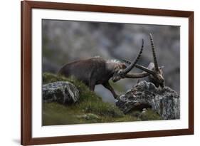 Alpine Ibex (Capra Ibex Ibex) Fighting, Hohe Tauern Np, Austria, July 2008-Lesniewski-Framed Photographic Print