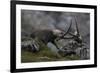 Alpine Ibex (Capra Ibex Ibex) Fighting, Hohe Tauern Np, Austria, July 2008-Lesniewski-Framed Photographic Print