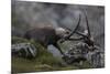 Alpine Ibex (Capra Ibex Ibex) Fighting, Hohe Tauern Np, Austria, July 2008-Lesniewski-Mounted Photographic Print