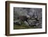 Alpine Ibex (Capra Ibex Ibex) Fighting, Hohe Tauern Np, Austria, July 2008-Lesniewski-Framed Photographic Print