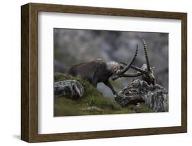 Alpine Ibex (Capra Ibex Ibex) Fighting, Hohe Tauern Np, Austria, July 2008-Lesniewski-Framed Photographic Print