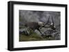 Alpine Ibex (Capra Ibex Ibex) Fighting, Hohe Tauern Np, Austria, July 2008-Lesniewski-Framed Photographic Print