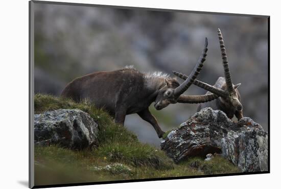Alpine Ibex (Capra Ibex Ibex) Fighting, Hohe Tauern Np, Austria, July 2008-Lesniewski-Mounted Photographic Print
