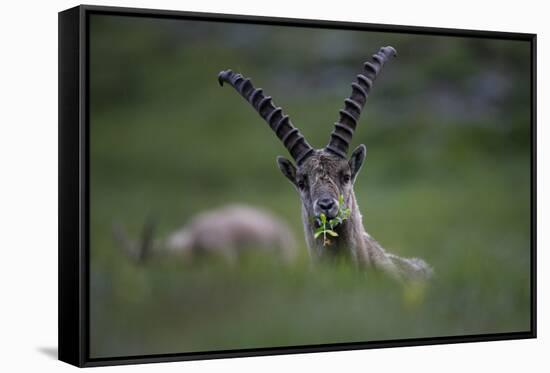 Alpine Ibex (Capra Ibex Ibex) Grazing, Hohe Tauern National Park, Austria, July 2008-Lesniewski-Framed Stretched Canvas