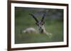 Alpine Ibex (Capra Ibex Ibex) Grazing, Hohe Tauern National Park, Austria, July 2008-Lesniewski-Framed Photographic Print