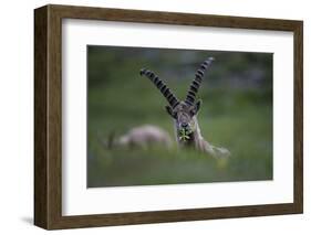 Alpine Ibex (Capra Ibex Ibex) Grazing, Hohe Tauern National Park, Austria, July 2008-Lesniewski-Framed Photographic Print