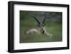 Alpine Ibex (Capra Ibex Ibex) Grazing, Hohe Tauern National Park, Austria, July 2008-Lesniewski-Framed Photographic Print