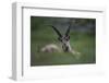 Alpine Ibex (Capra Ibex Ibex) Grazing, Hohe Tauern National Park, Austria, July 2008-Lesniewski-Framed Photographic Print