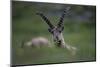 Alpine Ibex (Capra Ibex Ibex) Grazing, Hohe Tauern National Park, Austria, July 2008-Lesniewski-Mounted Photographic Print