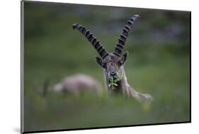 Alpine Ibex (Capra Ibex Ibex) Grazing, Hohe Tauern National Park, Austria, July 2008-Lesniewski-Mounted Photographic Print