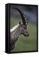 Alpine Ibex (Capra Ibex Ibex) Portrait, Hohe Tauern National Park, Austria, July 2008-Lesniewski-Framed Stretched Canvas