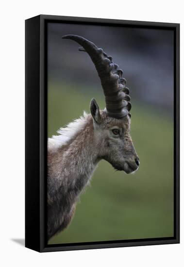 Alpine Ibex (Capra Ibex Ibex) Portrait, Hohe Tauern National Park, Austria, July 2008-Lesniewski-Framed Stretched Canvas