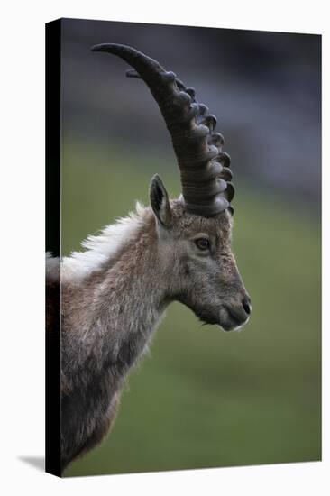 Alpine Ibex (Capra Ibex Ibex) Portrait, Hohe Tauern National Park, Austria, July 2008-Lesniewski-Stretched Canvas