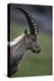 Alpine Ibex (Capra Ibex Ibex) Portrait, Hohe Tauern National Park, Austria, July 2008-Lesniewski-Stretched Canvas