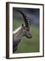 Alpine Ibex (Capra Ibex Ibex) Portrait, Hohe Tauern National Park, Austria, July 2008-Lesniewski-Framed Photographic Print