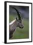 Alpine Ibex (Capra Ibex Ibex) Portrait, Hohe Tauern National Park, Austria, July 2008-Lesniewski-Framed Photographic Print