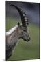 Alpine Ibex (Capra Ibex Ibex) Portrait, Hohe Tauern National Park, Austria, July 2008-Lesniewski-Mounted Photographic Print