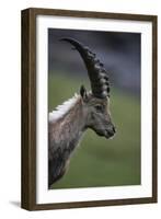 Alpine Ibex (Capra Ibex Ibex) Portrait, Hohe Tauern National Park, Austria, July 2008-Lesniewski-Framed Photographic Print