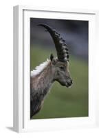 Alpine Ibex (Capra Ibex Ibex) Portrait, Hohe Tauern National Park, Austria, July 2008-Lesniewski-Framed Photographic Print