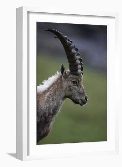 Alpine Ibex (Capra Ibex Ibex) Portrait, Hohe Tauern National Park, Austria, July 2008-Lesniewski-Framed Photographic Print