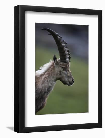 Alpine Ibex (Capra Ibex Ibex) Portrait, Hohe Tauern National Park, Austria, July 2008-Lesniewski-Framed Photographic Print