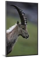 Alpine Ibex (Capra Ibex Ibex) Portrait, Hohe Tauern National Park, Austria, July 2008-Lesniewski-Mounted Photographic Print